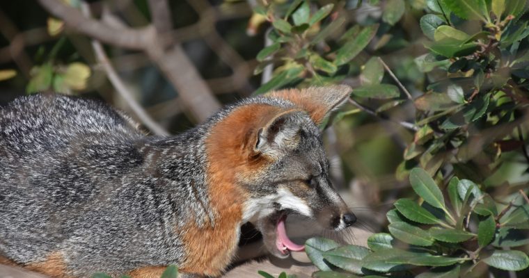 Channel Island fox yawning with his tongue showing.